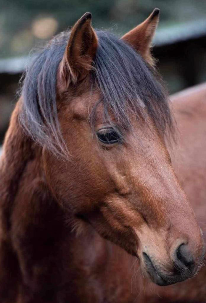 Zulu, un cheval de 3 ans, membre de l'équipe Equichance