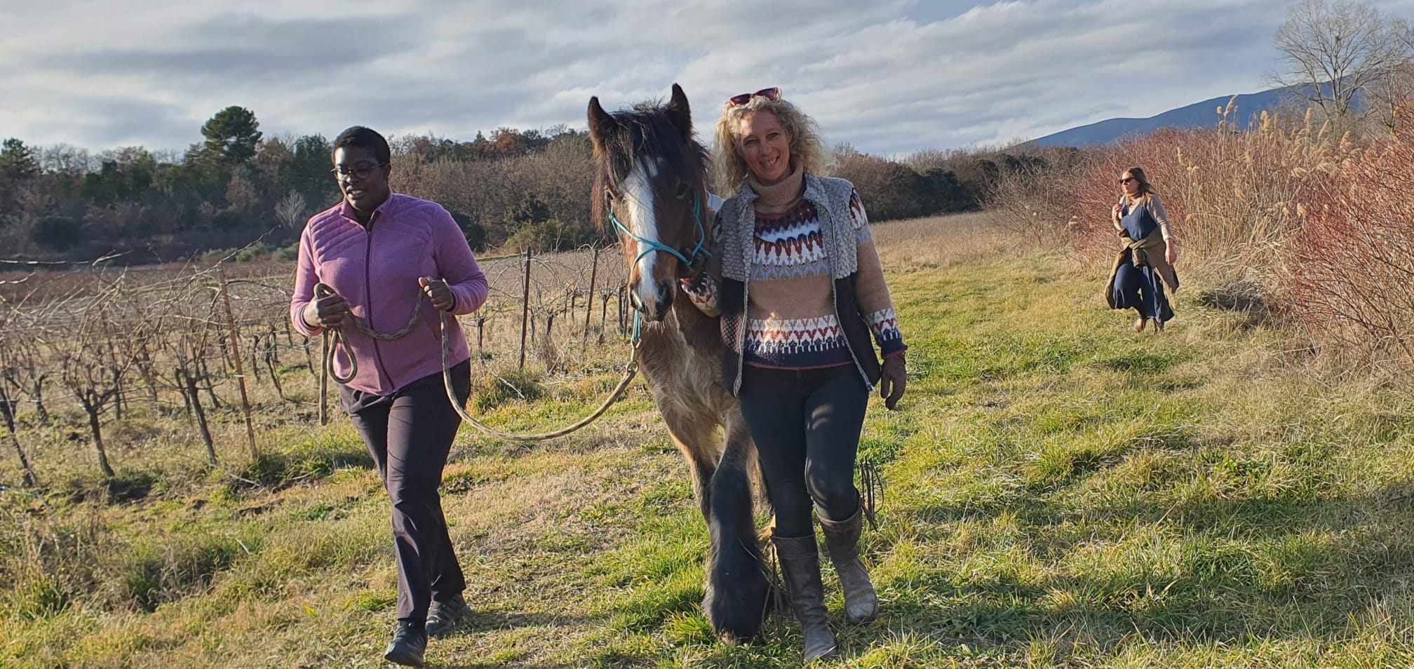 Equichance - client Zulu, a 3 year old horse, part of the Equichance team